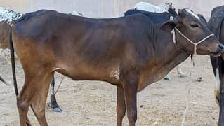 Bachiya Bachra cow 2 dant mandi se Kam qeemat