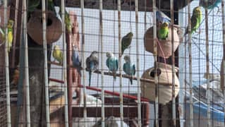 JT Birds: Breeder Pairs of budgies available