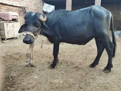 [Katta for sale/ Qurbani Cow / janwar donda /qurbani /for sale