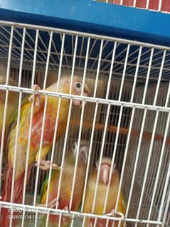 2.5 month 4 pineapple Conure and 1 yellow sided Conure