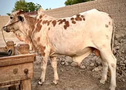 Qurbani cow for sale