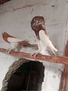 Magpie Pouter Breeder Pair/ Gubara kabuter pair