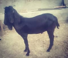 BAKRA CONTACT 0325-5091852 /0326-6896835