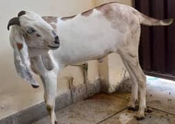 Desi Bakra for qurbani, 50 kilo estimated meat