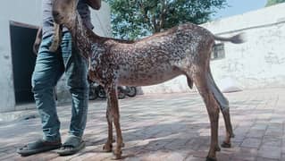 6 daant bakri for sale