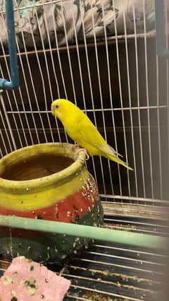 Latino mid sized budgerigar with cage