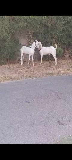 goats for sale