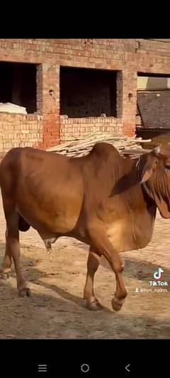 cow bachra qurbani for sale