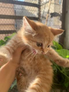 Persian Cat two months