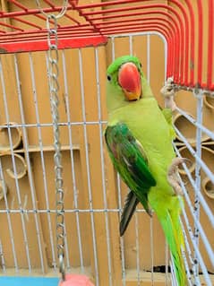 Raw parrot pair forsale