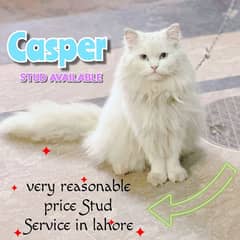 Persian Cat male for Stud