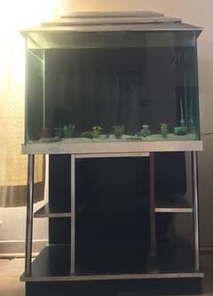 fish Aquarium