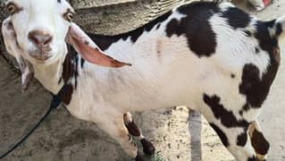 Bakra sell 18month plus