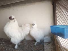 silkie