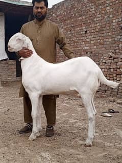 bakra