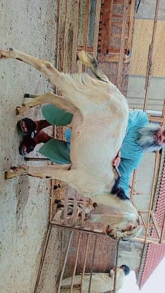 bakra qurbani wala bakra for sale