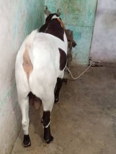 Rajanpuri bakra urgent for sale helthy and