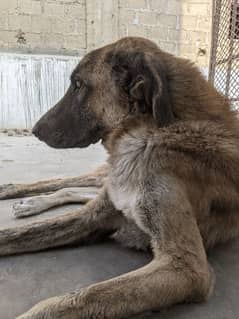 Dog for sale (afghan kuchi)