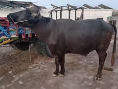 kata black beautie black bull