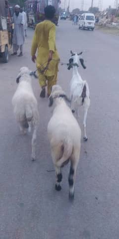 path bakri