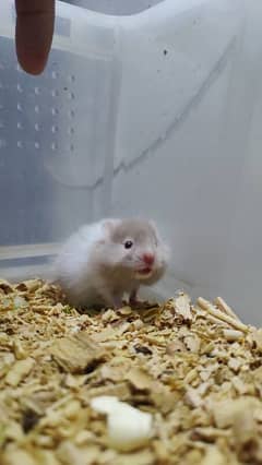 Syrian Hamster Babies