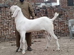 bakra