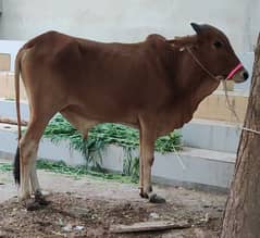 Qurbani cow for sale (what's app only)