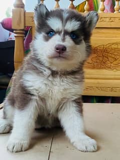 siberian husky female puppies