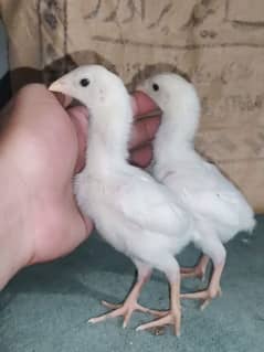 White O Shamo chicks 0313-4838942
