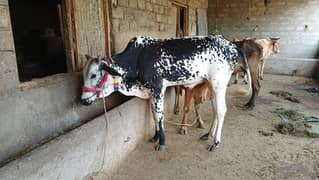 Male cow for sale