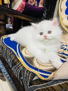 Persian kittens and cats available Whatsapp Number 0 3 25 0 99 23 31