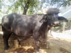 Bull (kata) For Sale In Lahore (Qubani Eid)