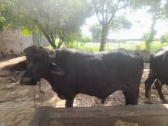 Bull (katta) For Sale In Lahore (Qubani Eid)