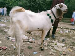 bakra for sale mobile #03199202565