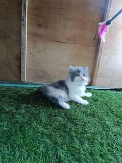 Persian kittens and cats available Whatsapp Number 0 3 25 0 99 23 31