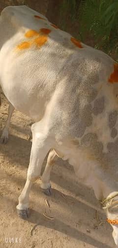 ( cow for sale Eid ) 1 lak 50