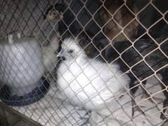 aseel hen and Silkie chicks