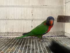 Swainson lorry Fully hand tame and playing parrot
