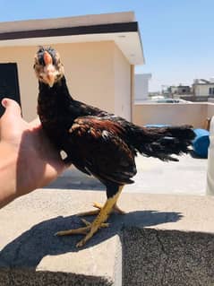 aseel chicks pair pure miawali healthy and active
