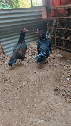 amroha,Heera, lassni egg or chick's available