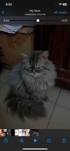 pair of persian male cat pragnent