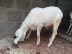 Dumba for Sale ready to Qurbani