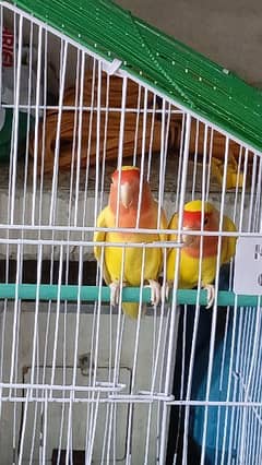 love bird breeder pair