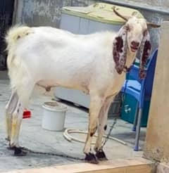 Healthy bakra for sale