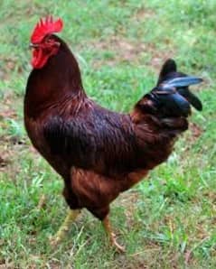 Desii Fertile Hens and Eggs