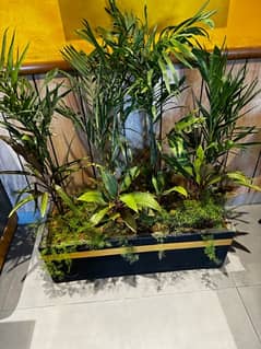 indoor and outdoor plants