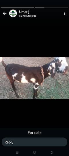 Bakra for sale