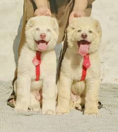 alabai security dog 3 month pair for sale