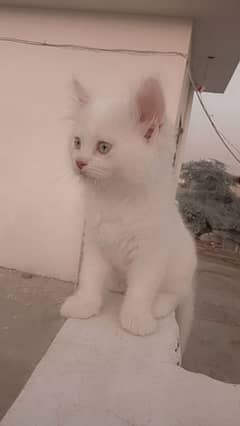 Persian Cat Baby