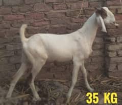 Bakre sale for qurbani |  Bakra | goat for sale | Bakry